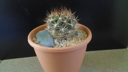 Weingartia lanata (Rebutia neocumingii)