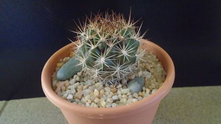 Weingartia lanata (Rebutia neocumingii)