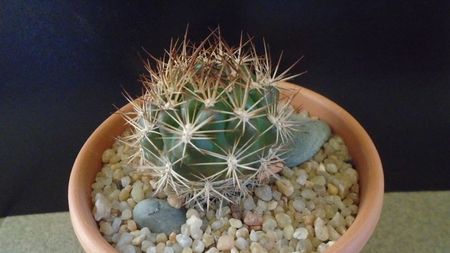 Weingartia lanata (Rebutia neocumingii)