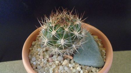 Weingartia lanata (Rebutia neocumingii)