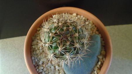 Weingartia lanata (Rebutia neocumingii)