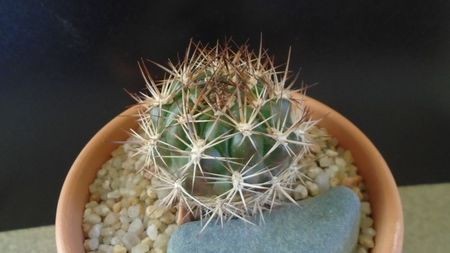 Weingartia lanata (Rebutia neocumingii)