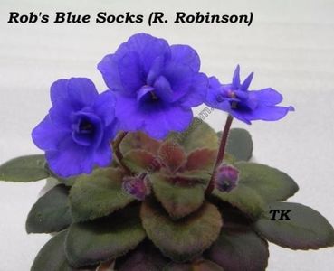 Rob s Blue Socks poza net