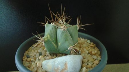 Echinocactus platyacanthus