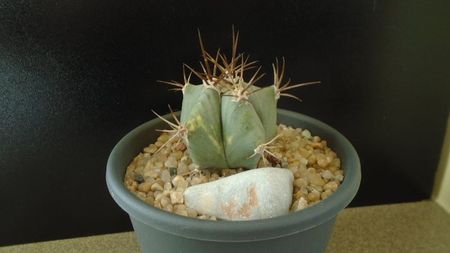 Echinocactus platyacanthus