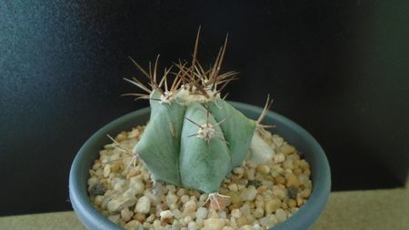 Echinocactus platyacanthus