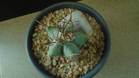 Echinocactus platyacanthus