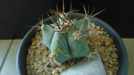 Echinocactus platyacanthus