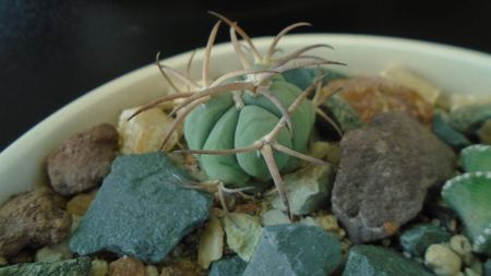 Echinocactus horizonthalonius, West of Texas, USA