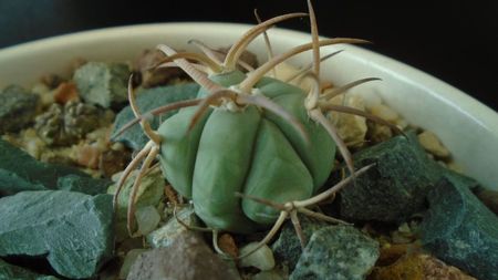 Echinocactus horizonthalonius, West of Texas, USA