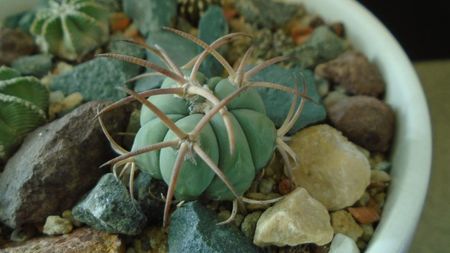 Echinocactus horizonthalonius, West of Texas, USA