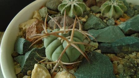 Echinocactus horizonthalonius, West of Texas, USA