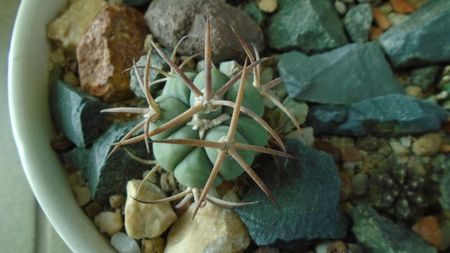 Echinocactus horizonthalonius, West of Texas, USA