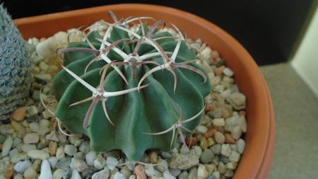 Echinocactus (Homalocephala) texensis