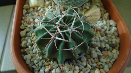 Echinocactus (Homalocephala) texensis