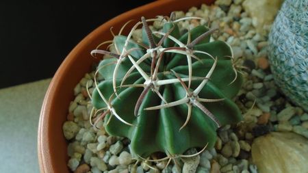 Echinocactus (Homalocephala) texensis