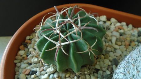 Echinocactus (Homalocephala) texensis