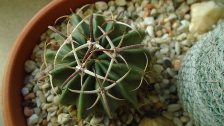 Echinocactus (Homalocephala) texensis