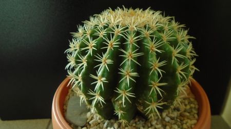 Echinocactus grusonii v. subinermis