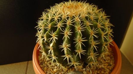 Echinocactus grusonii v. subinermis