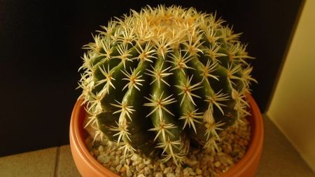 Echinocactus grusonii v. subinermis