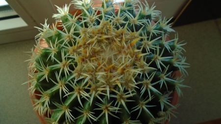 Echinocactus grusonii v. subinermis