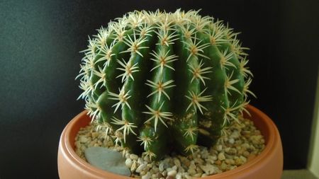 Echinocactus grusonii v. subinermis