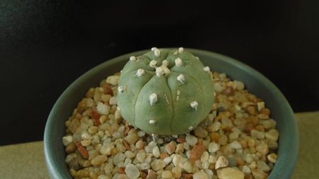 Lophophora williamsii v. jourdaniana