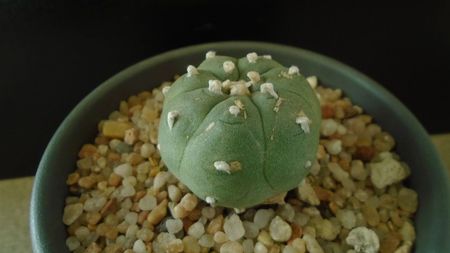 Lophophora williamsii v. jourdaniana