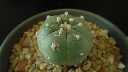 Lophophora williamsii v. jourdaniana