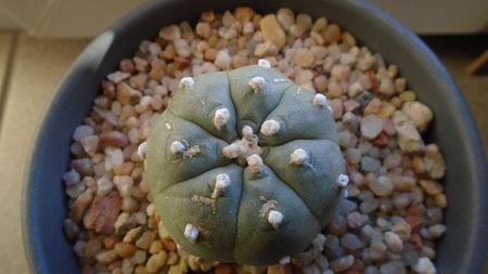 Lophophora williamsii v. jourdaniana