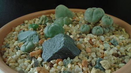 Grup de 5 Lophophora; Lophophora diffusa v Koehresii
Lophophora lutea
Lophophora williamsii v. texana
Lophophora williamsii (Peyote)
Lophophora williamsii v. caespitosa
