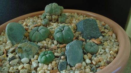 Grup de 5 Lophophora; Lophophora diffusa v. Koehresii
Lophophora lutea
Lophophora williamsii v. texana
Lophophora williamsii (Peyote)
Lophophora williamsii v. caespitosa
