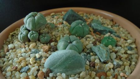 Grup de 5 Lophophora; Lophophora diffusa v Koehresii
Lophophora lutea
Lophophora williamsii v. texana
Lophophora williamsii (Peyote)
Lophophora williamsii v. caespitosa
