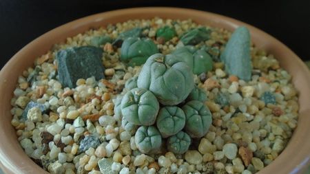 Grup de 5 Lophophora; Lophophora diffusa v Koehresii
Lophophora lutea
Lophophora williamsii v. texana
Lophophora williamsii (Peyote)
Lophophora williamsii v. caespitosa
