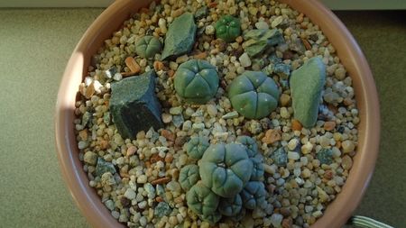 Grup de 5 Lophophora; Lophophora diffusa v Koehresii
Lophophora lutea
Lophophora williamsii v. texana
Lophophora williamsii (Peyote)
Lophophora williamsii v. caespitosa
