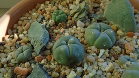 Lophophora williamsii (Peyote)