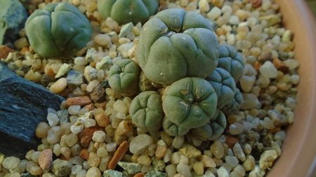 Lophophora williamsii v. caespitosa