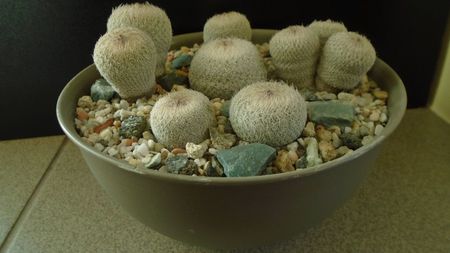 Grup de 6 Epithelantha; Epithelantha micromeris ssp. greggii 
Epithelantha bicephala
Epithelantha tricephala
Epithelantha micromeris
Epithelantha micromeris v. pachyrhiza
Epithelantha bokei
