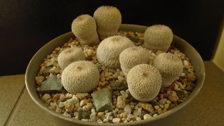 Grup de 6 Epithelantha; Epithelantha micromeris ssp. greggii 
Epithelantha bicephala
Epithelantha tricephala
Epithelantha micromeris
Epithelantha micromeris v. pachyrhiza
Epithelantha bokei
