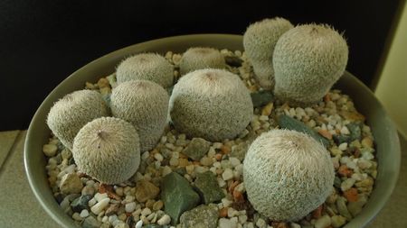 Grup de 6 Epithelantha; Epithelantha micromeris ssp. greggii 
Epithelantha bicephala
Epithelantha tricephala
Epithelantha micromeris
Epithelantha micromeris v. pachyrhiza
Epithelantha bokei
