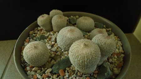 Grup de 6 Epithelantha; Epithelantha micromeris ssp. greggii 
Epithelantha bicephala
Epithelantha tricephala
Epithelantha micromeris
Epithelantha micromeris v. pachyrhiza
Epithelantha bokei
