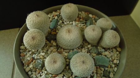 Grup de 6 Epithelantha; Epithelantha micromeris ssp. greggii 
Epithelantha bicephala
Epithelantha tricephala
Epithelantha micromeris
Epithelantha micromeris v. pachyrhiza
Epithelantha bokei
