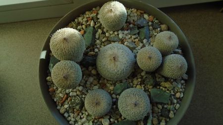 Grup de 6 Epithelantha; Epithelantha micromeris ssp. greggii 
Epithelantha bicephala
Epithelantha tricephala
Epithelantha micromeris
Epithelantha micromeris v. pachyrhiza
Epithelantha bokei
