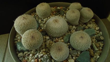 Grup de 6 Epithelantha; Epithelantha micromeris ssp. greggii 
Epithelantha bicephala
Epithelantha tricephala
Epithelantha micromeris
Epithelantha micromeris v. pachyrhiza
Epithelantha bokei
