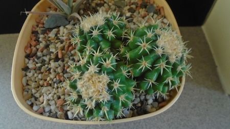 Echinocactus grusonii v. subinermis