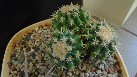 Echinocactus grusonii v. subinermis