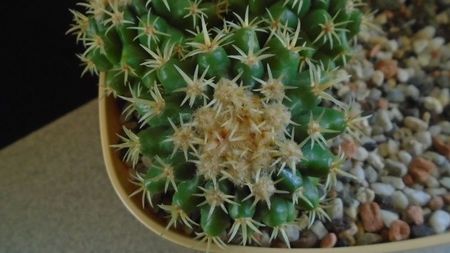 Echinocactus grusonii v. subinermis