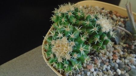 Echinocactus grusonii v. subinermis