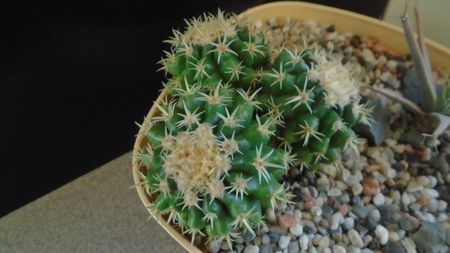 Echinocactus grusonii v. subinermis